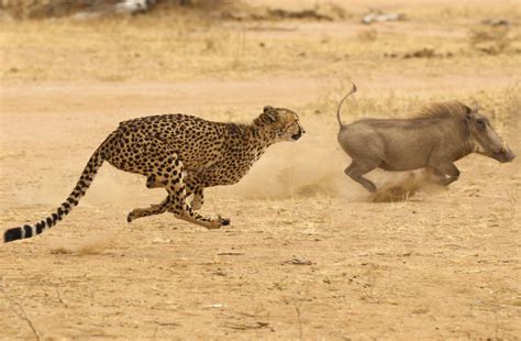 Carnivores Around The World 2025 𝚆𝚊𝚝𝚌𝚑 Online With Friends
