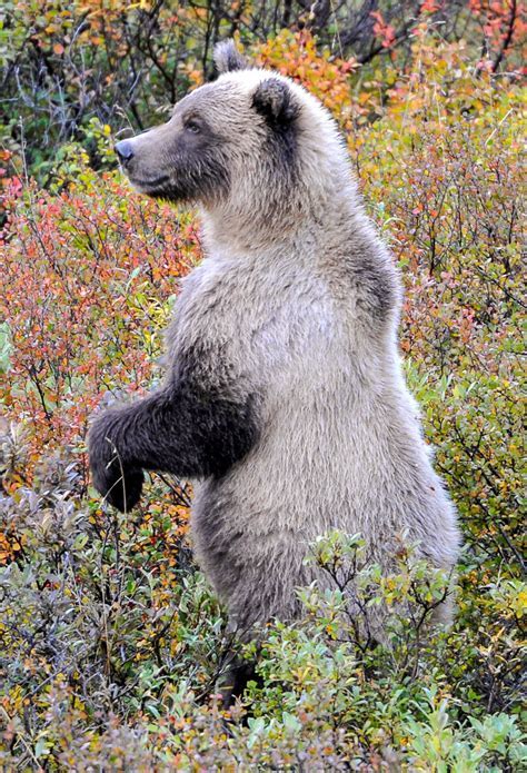 Carnivores Around The World 2025 𝚆𝚊𝚝𝚌𝚑 All Episodes

